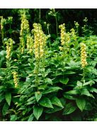 Sárga gyűszűvirág / DIGITALIS grandiflora