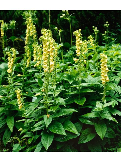 Sárga gyűszűvirág / DIGITALIS grandiflora