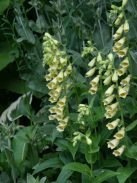 Sárga gyűszűvirág / DIGITALIS grandiflora