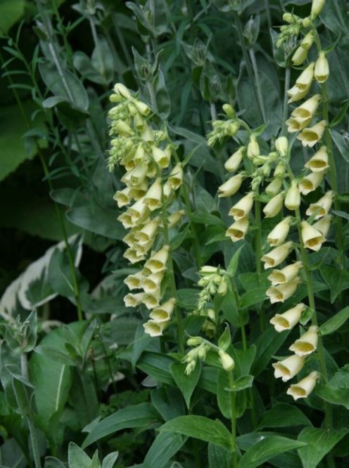 Sárga gyűszűvirág / DIGITALIS grandiflora