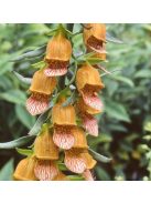 Görög gyűszűvirág / DIGITALIS laevigata