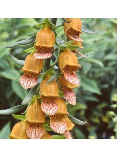 Görög gyűszűvirág / DIGITALIS laevigata