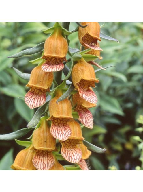 Görög gyűszűvirág / DIGITALIS laevigata