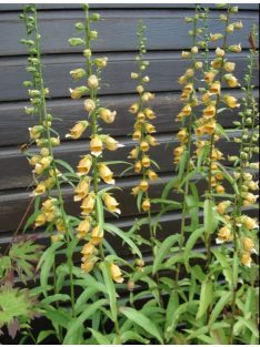 Görög gyűszűvirág / DIGITALIS laevigata