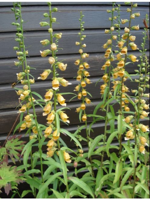 Görög gyűszűvirág / DIGITALIS laevigata
