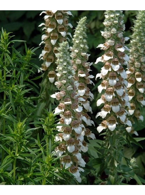 Gyapjas gyűszűvirág / DIGITALIS lanata