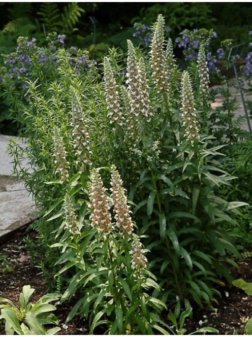 Gyapjas gyűszűvirág / DIGITALIS lanata