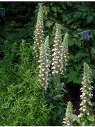 Gyapjas gyűszűvirág / DIGITALIS lanata