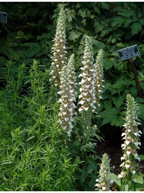 Gyapjas gyűszűvirág / DIGITALIS lanata