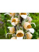 Gyapjas gyűszűvirág / DIGITALIS lanata