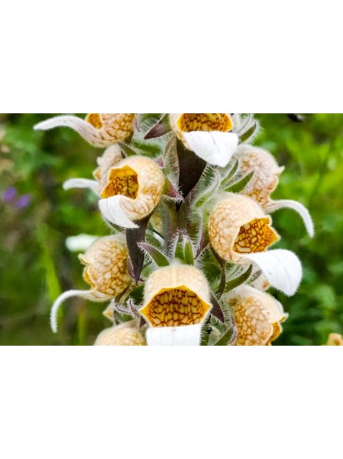 Gyapjas gyűszűvirág / DIGITALIS lanata