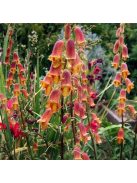 Fűzlevelű gyűszűvirág / DIGITALIS obscura Sunset®