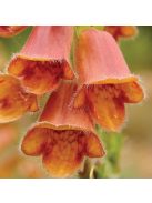 Fűzlevelű gyűszűvirág / DIGITALIS obscura Sunset®
