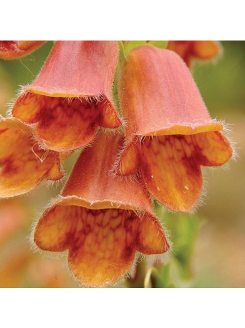 Fűzlevelű gyűszűvirág / DIGITALIS obscura Sunset®