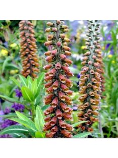 Kisvirágú gyűszűvirág / DIGITALIS parviflora