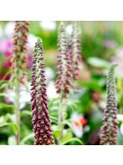 Kisvirágú gyűszűvirág / DIGITALIS parviflora