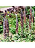 Kisvirágú gyűszűvirág / DIGITALIS parviflora