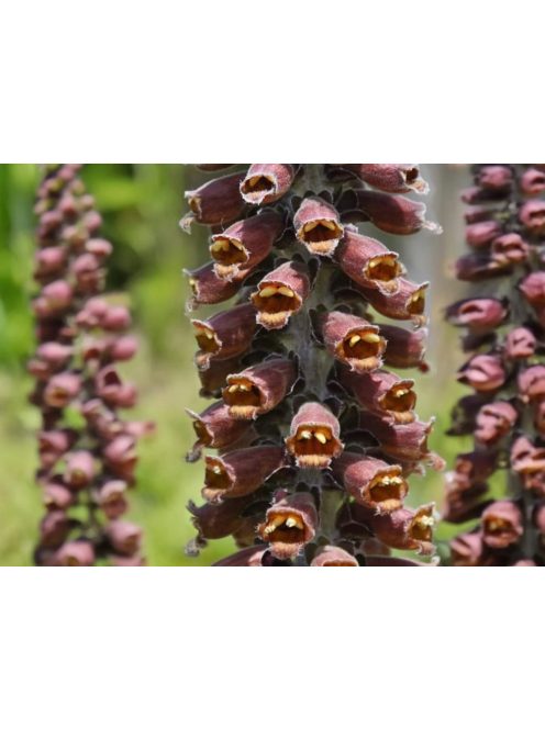 Kisvirágú gyűszűvirág / DIGITALIS parviflora