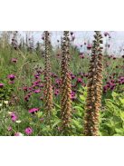 Kisvirágú gyűszűvirág / DIGITALIS parviflora