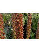 Kisvirágú gyűszűvirág / DIGITALIS parviflora