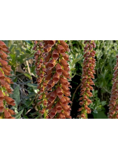 Kisvirágú gyűszűvirág / DIGITALIS parviflora