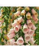 Piros gyűszűvirág / DIGITALIS purpurea 'Apricot'