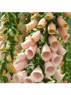   Piros gyűszűvirág / DIGITALIS purpurea 'Apricot'