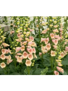   Piros gyűszűvirág / DIGITALIS purpurea 'Apricot'