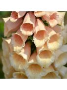 Piros gyűszűvirág / DIGITALIS purpurea 'Apricot'