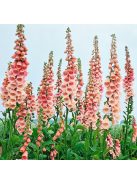 Piros gyűszűvirág / DIGITALIS purpurea 'Apricot'