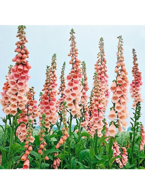 Piros gyűszűvirág / DIGITALIS purpurea 'Apricot'