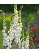 Piros gyűszűvirág / DIGITALIS purpurea f. albiflora