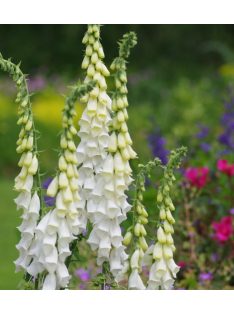 Piros gyűszűvirág / DIGITALIS purpurea f. albiflora