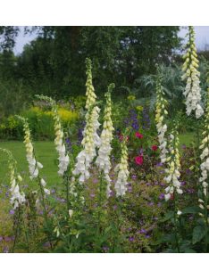 Piros gyűszűvirág / DIGITALIS purpurea f. albiflora