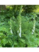 Piros gyűszűvirág / DIGITALIS purpurea f. albiflora