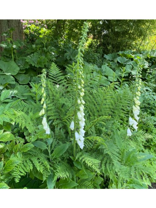 Piros gyűszűvirág / DIGITALIS purpurea f. albiflora