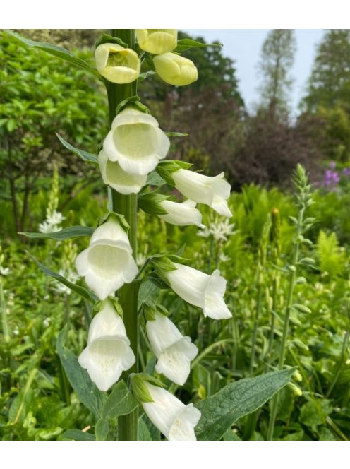Piros gyűszűvirág / DIGITALIS purpurea f. albiflora