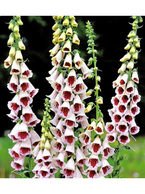 Piros gyűszűvirág / DIGITALIS purpurea 'Pam's Choice'
