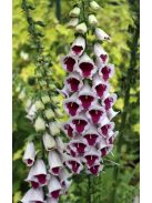 Piros gyűszűvirág / DIGITALIS purpurea 'Pam's Choice'