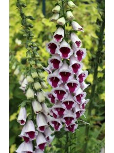   Piros gyűszűvirág / DIGITALIS purpurea 'Pam's Choice'