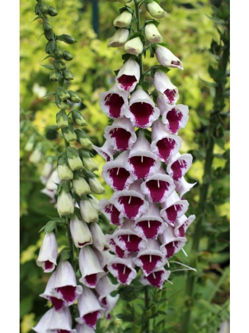 Piros gyűszűvirág / DIGITALIS purpurea 'Pam's Choice'