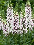 Piros gyűszűvirág / DIGITALIS purpurea 'Pam's Choice'