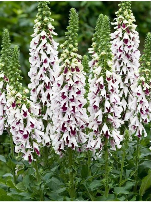 Piros gyűszűvirág / DIGITALIS purpurea 'Pam's Choice'