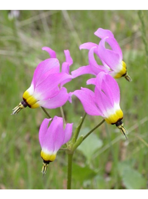 DODECATHEON clevelandii