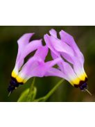 DODECATHEON clevelandii