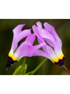 DODECATHEON clevelandii