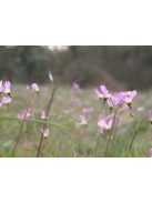 DODECATHEON clevelandii