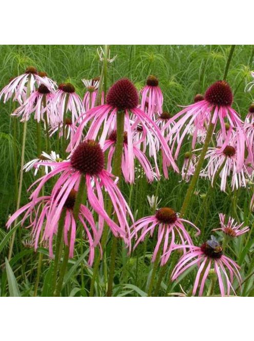 Halvány kasvirág / ECHINACEA pallida