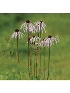 Halvány kasvirág / ECHINACEA pallida
