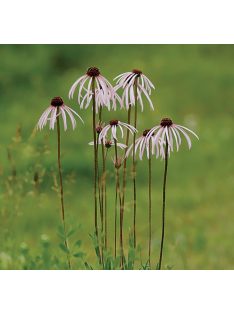Halvány kasvirág / ECHINACEA pallida